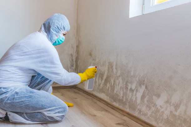 Licensed Mold Remediation service in Seaboard, NC - 24 Hour Mold Removal