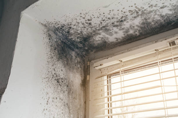 Affordable Mold Remediation solutions in Seaboard, NC